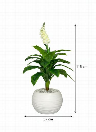 Citronnier nain