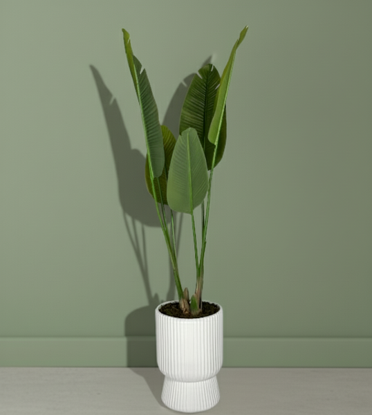 Banana Plant
