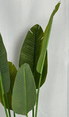 Banana Plant