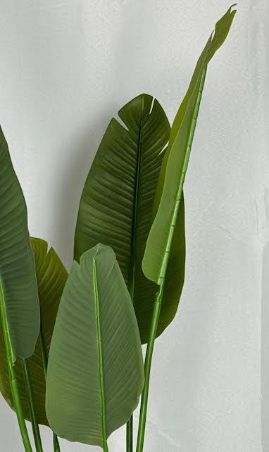 Banana Plant