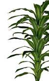 Dracaena