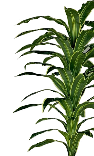 Dracaena