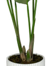 Banana Plant