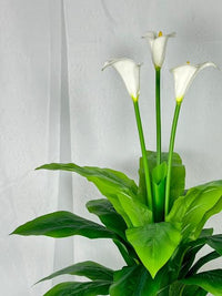 Arum de Calla