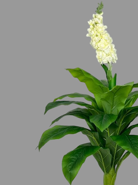Plante Tropicale