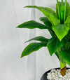 Arum de Calla