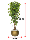 Ficus Majestueux