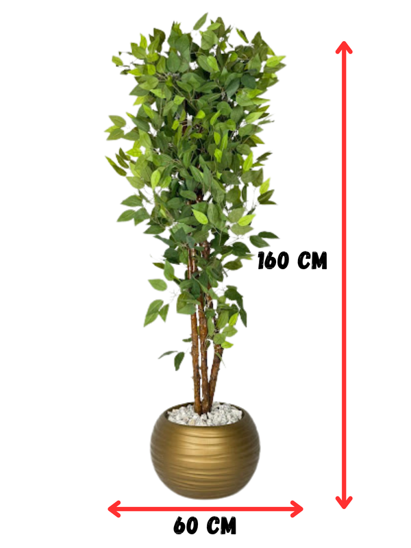 Ficus Majestueux