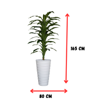 Dracaena