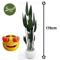 Strelitzia Nicolai