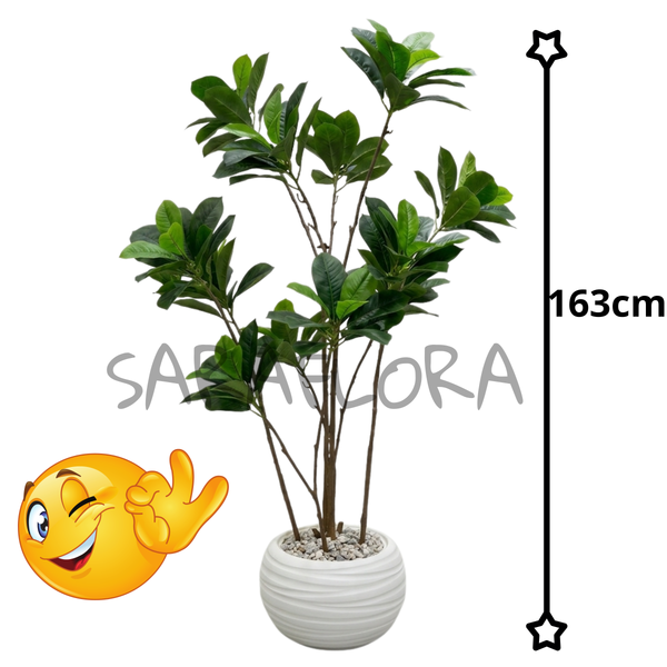 Ficus Lyrata