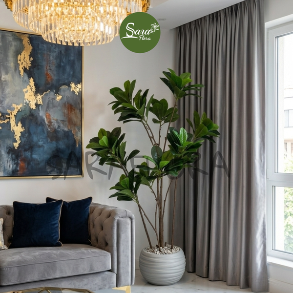 Ficus Lyrata