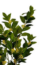 Citronnier nain