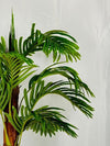 Plamier d'Areca
