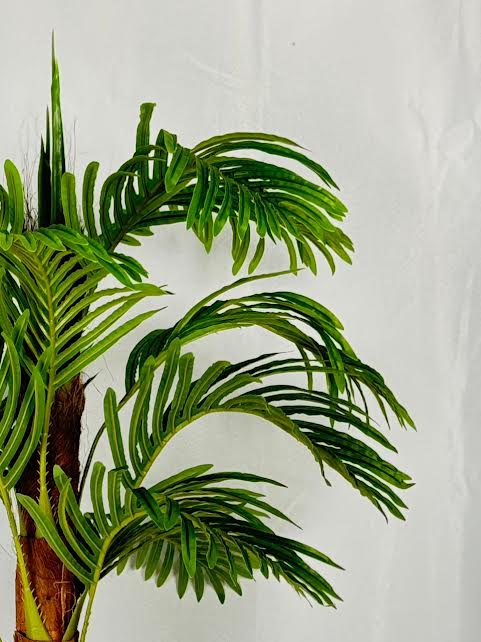 Plamier d'Areca