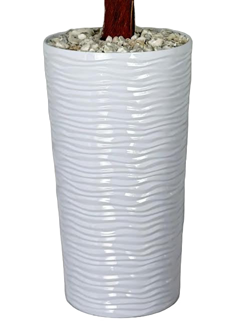 Plamier d'Areca