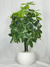 Pachira Aquatica