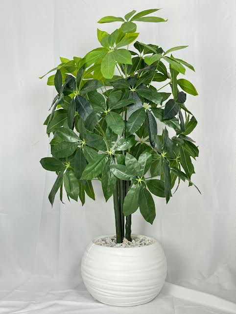 Pachira Aquatica