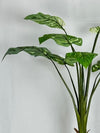 Plante Troopicale