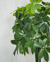 Pachira Aquatica