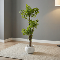 Ficus Prestige