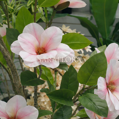 Magnolia de Soulange