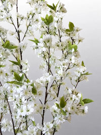 Cerisier du Japon Blanc Lux 130cm
