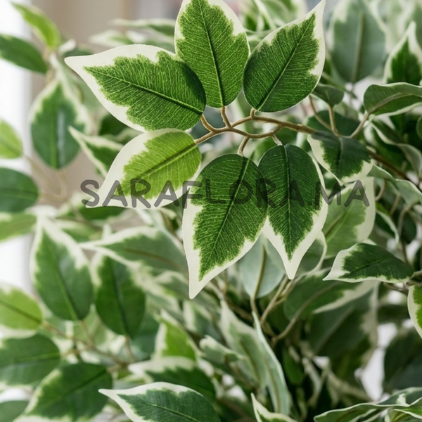 Ficus Benjamina Panaché