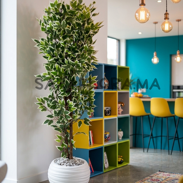 Ficus Benjamina Panaché
