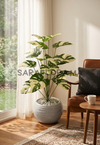 Monstera