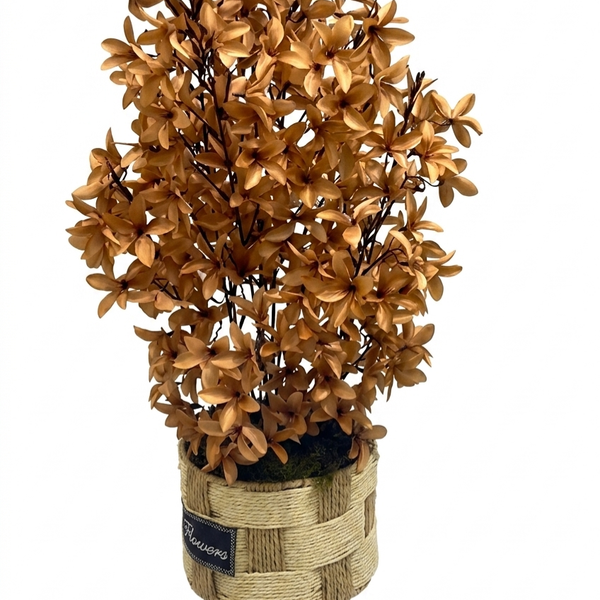 Forsythia