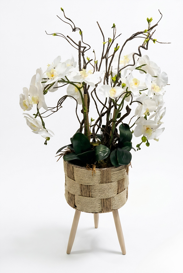Orchidées Phalaenopsis
