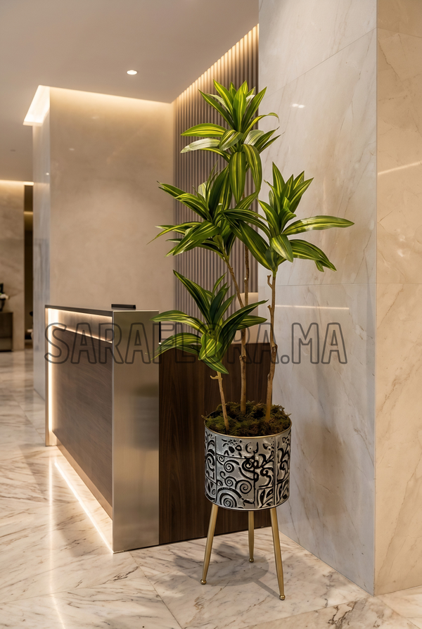 Dracaena Fragrans 🐉