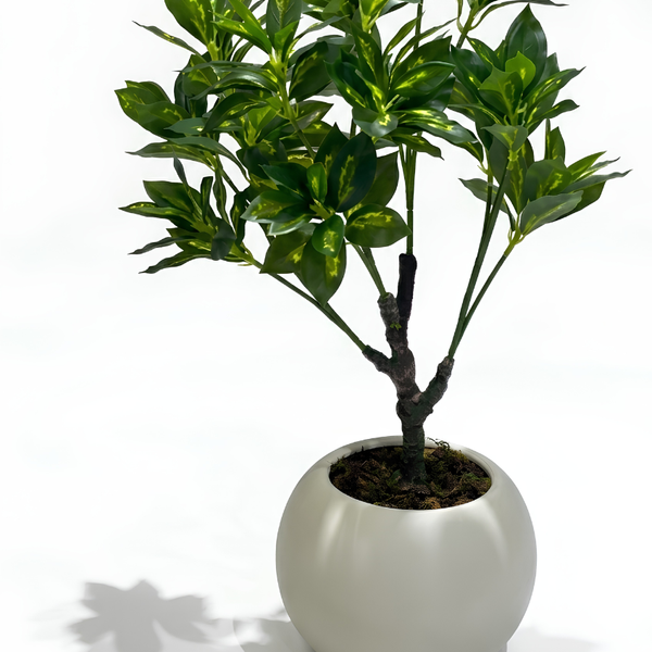 Bonsaï Croton Panaché