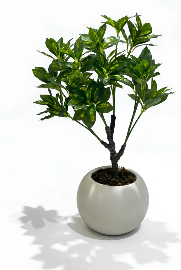 Bonsaï Croton Panaché