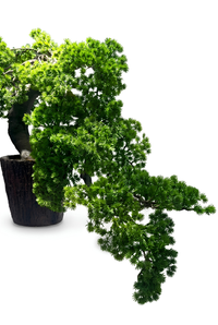 Bonsaï Conifère Artificiel Cascade