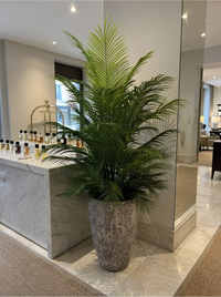 Palmier d'Intérieur Géant – Pot Mélamine Texturé Gris 180 cm