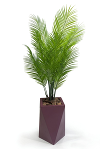 Areca Royale avec pot en polyester