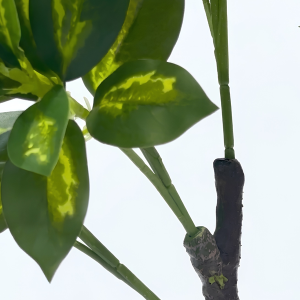Bonsaï Croton Panaché