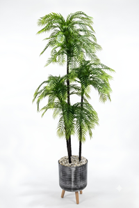 Palmier Areca Naturel 163cm