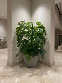 Palmier Prestige