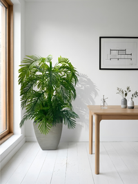 Palmier Prestige