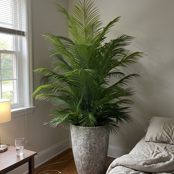 Palmier d'Intérieur Géant – Pot Mélamine Texturé Gris 180 cm