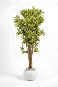 Dracaena Marginata Artificielle