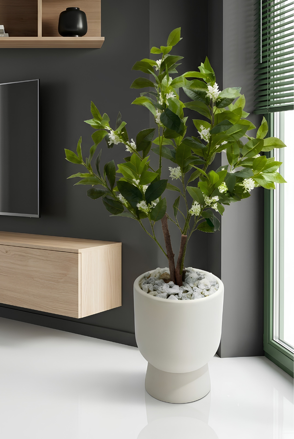 Citrus sinensis
