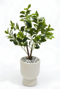 Citrus sinensis