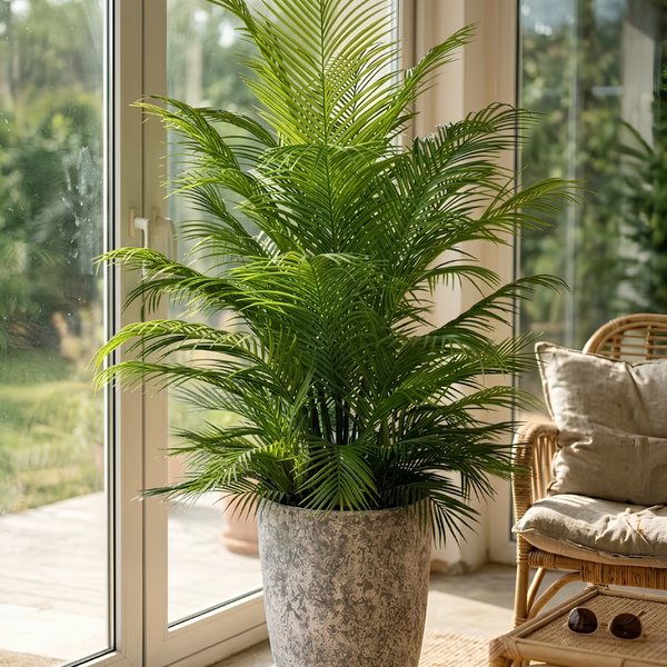 Palmier d'Intérieur Géant – Pot Mélamine Texturé Gris 180 cm