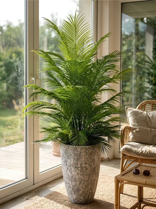Palmier d'Intérieur Géant – Pot Mélamine Texturé Gris 180 cm