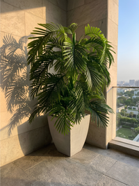 Palmier Prestige