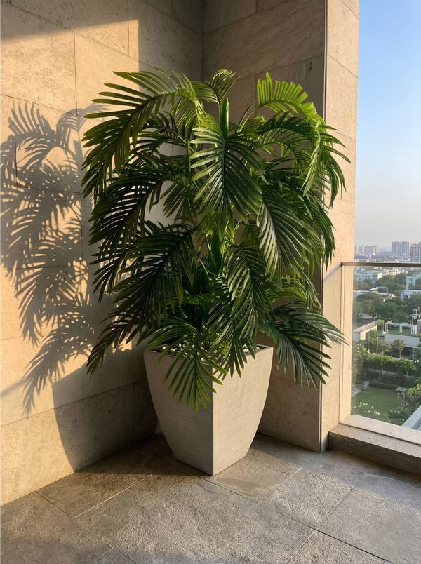 Palmier Prestige
